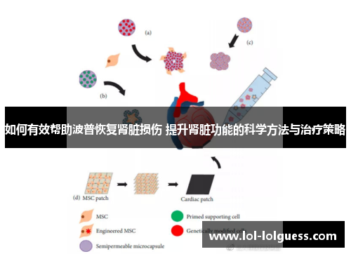 如何有效帮助波普恢复肾脏损伤 提升肾脏功能的科学方法与治疗策略
